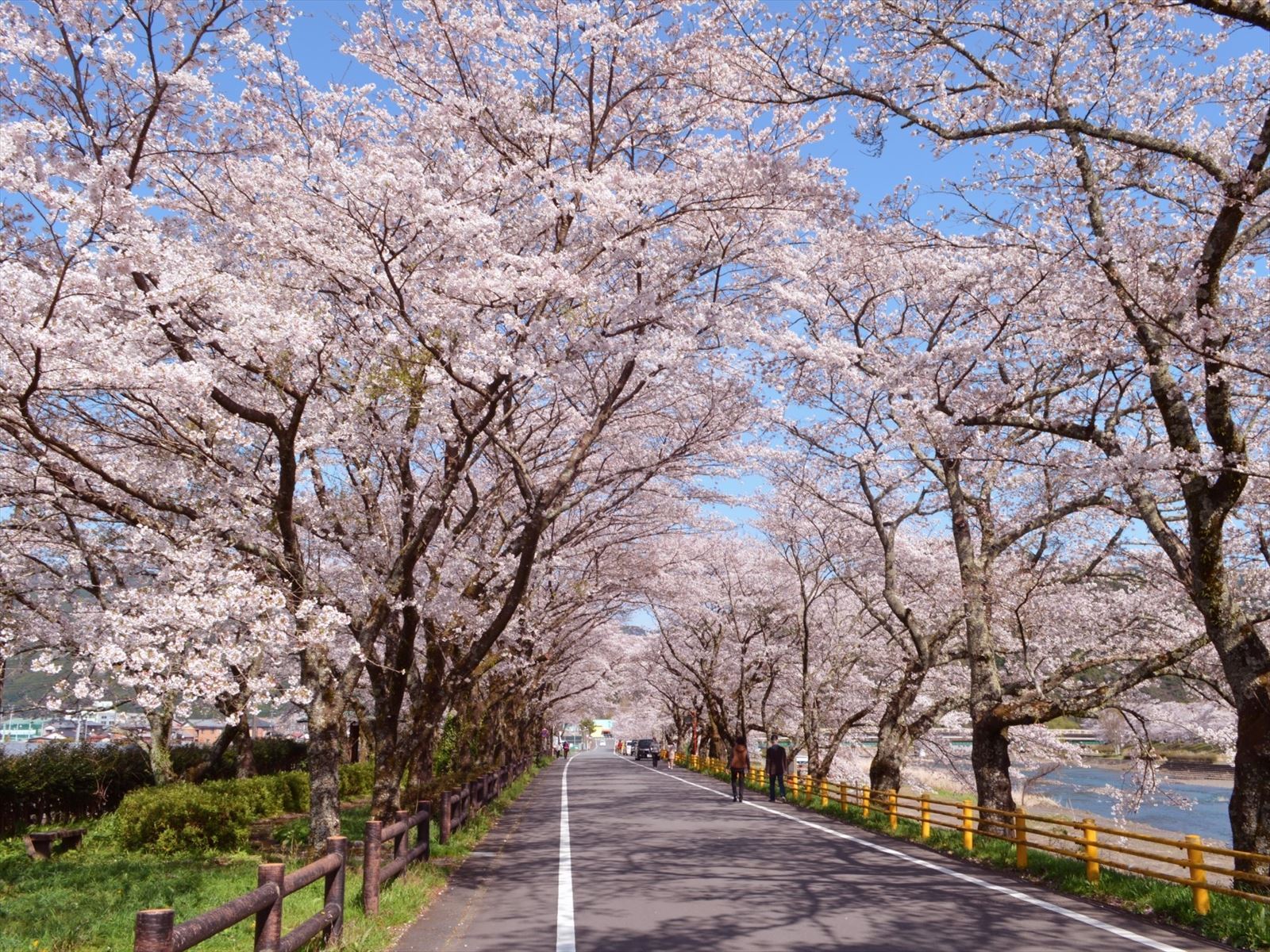 家山の桜トンネル