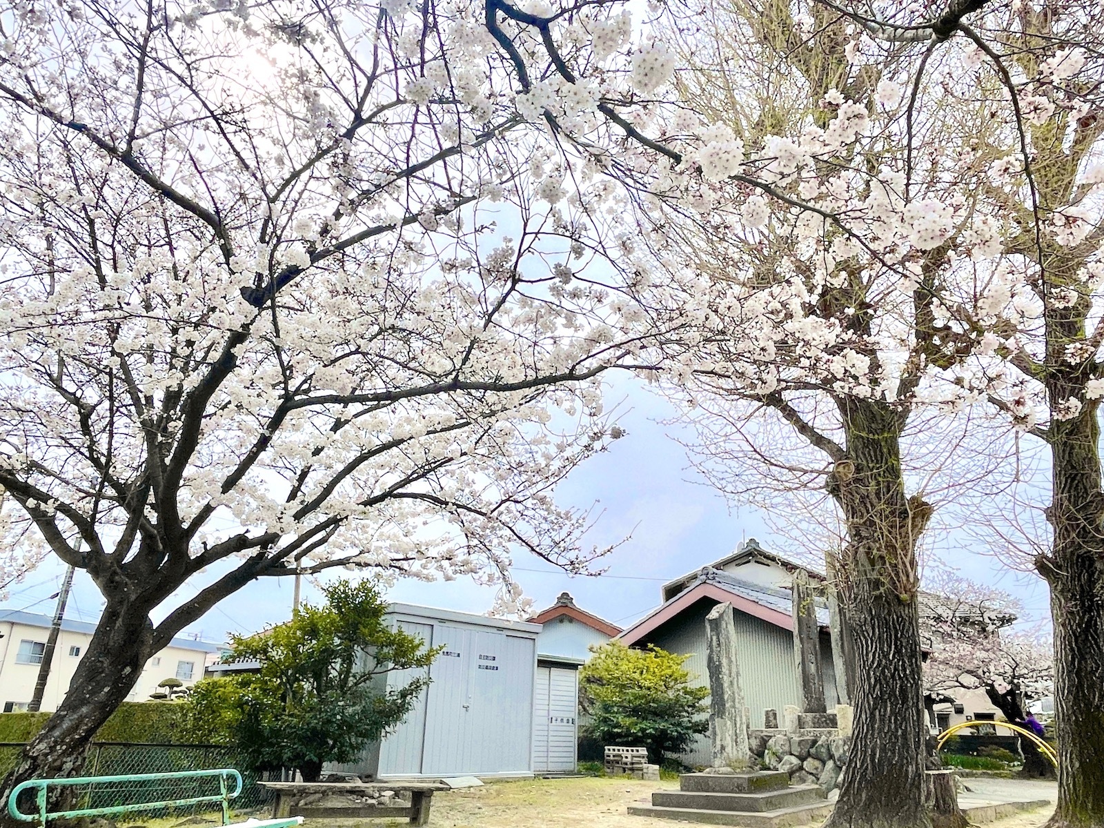 桜の木々