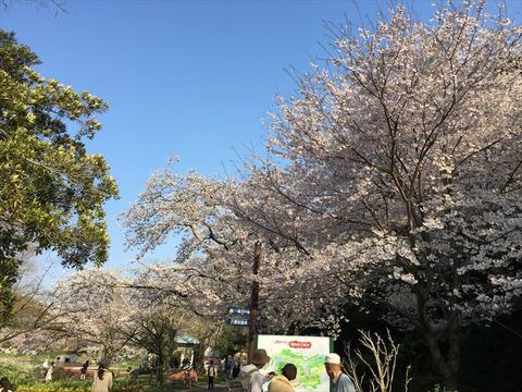 入口の桜