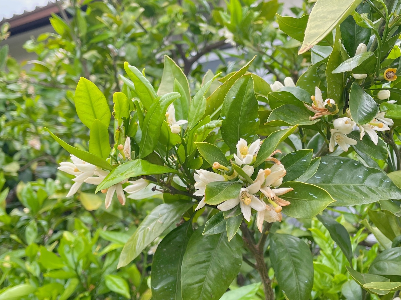 みかんの花