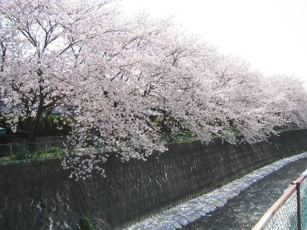 段子（だんず）川沿いの桜