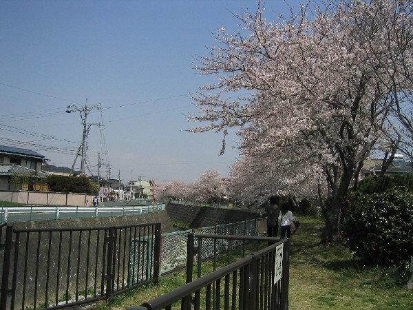 段子（だんず）川沿いの桜
