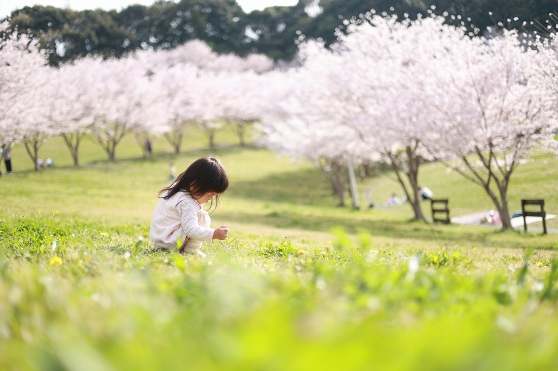 桜の中でたんぽぽ探し【都田総合公園】