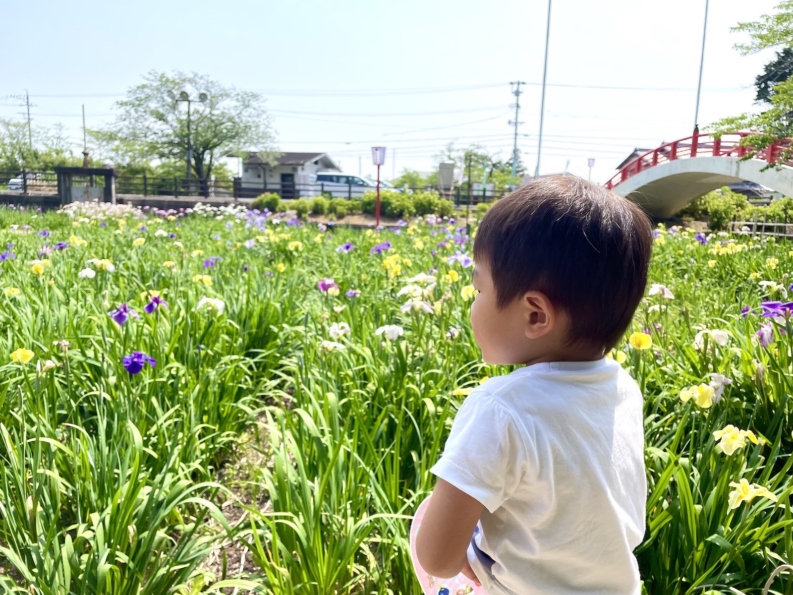 花しょうぶを眺める