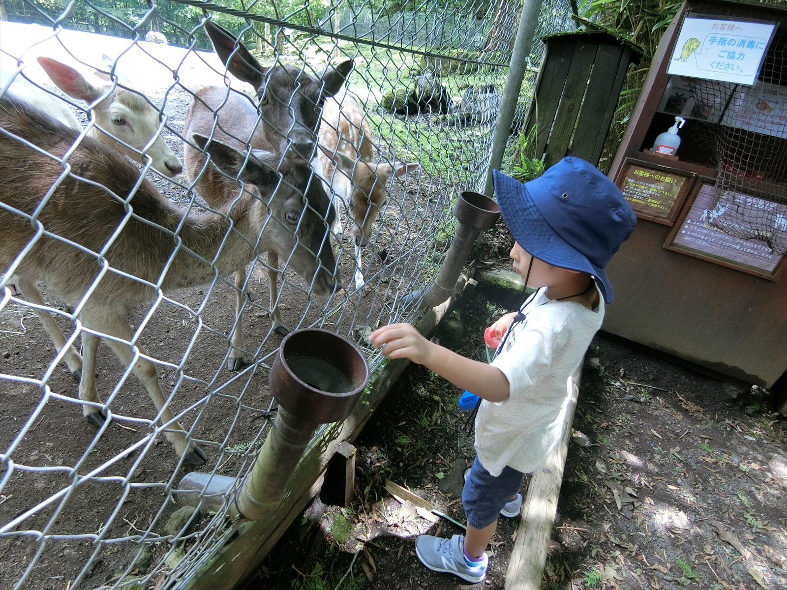 餌やり