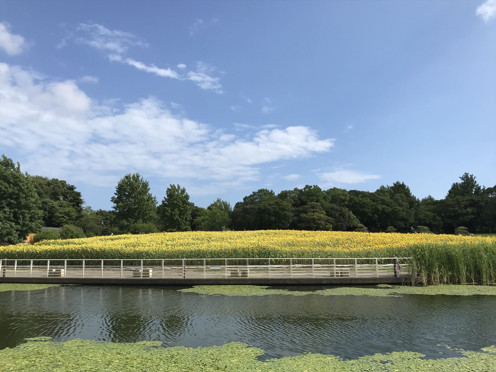 水辺に咲く