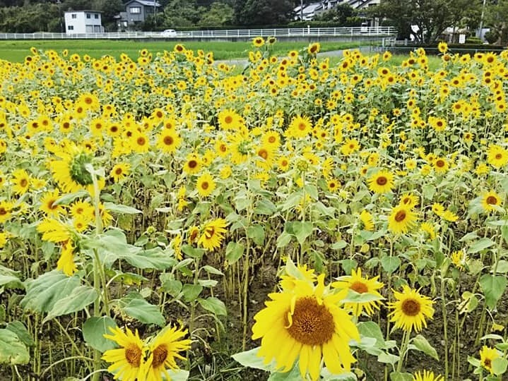 湖西市