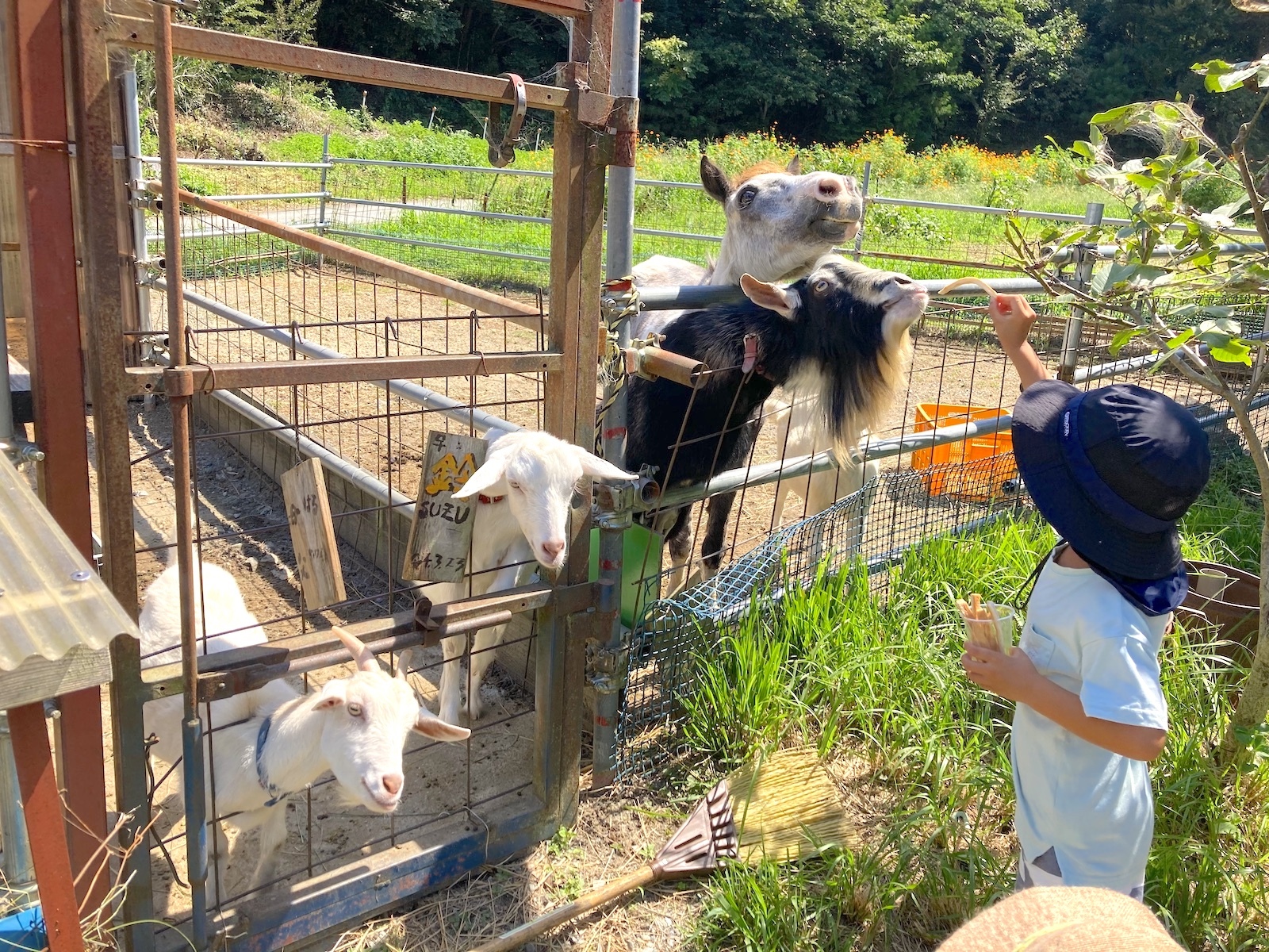 餌やり