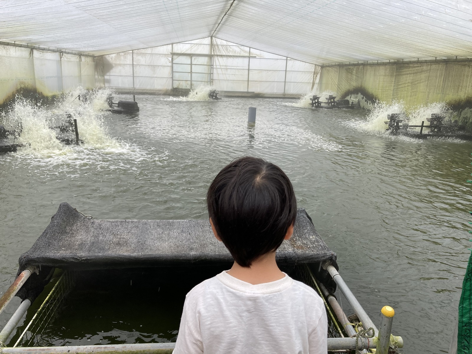 養鰻場