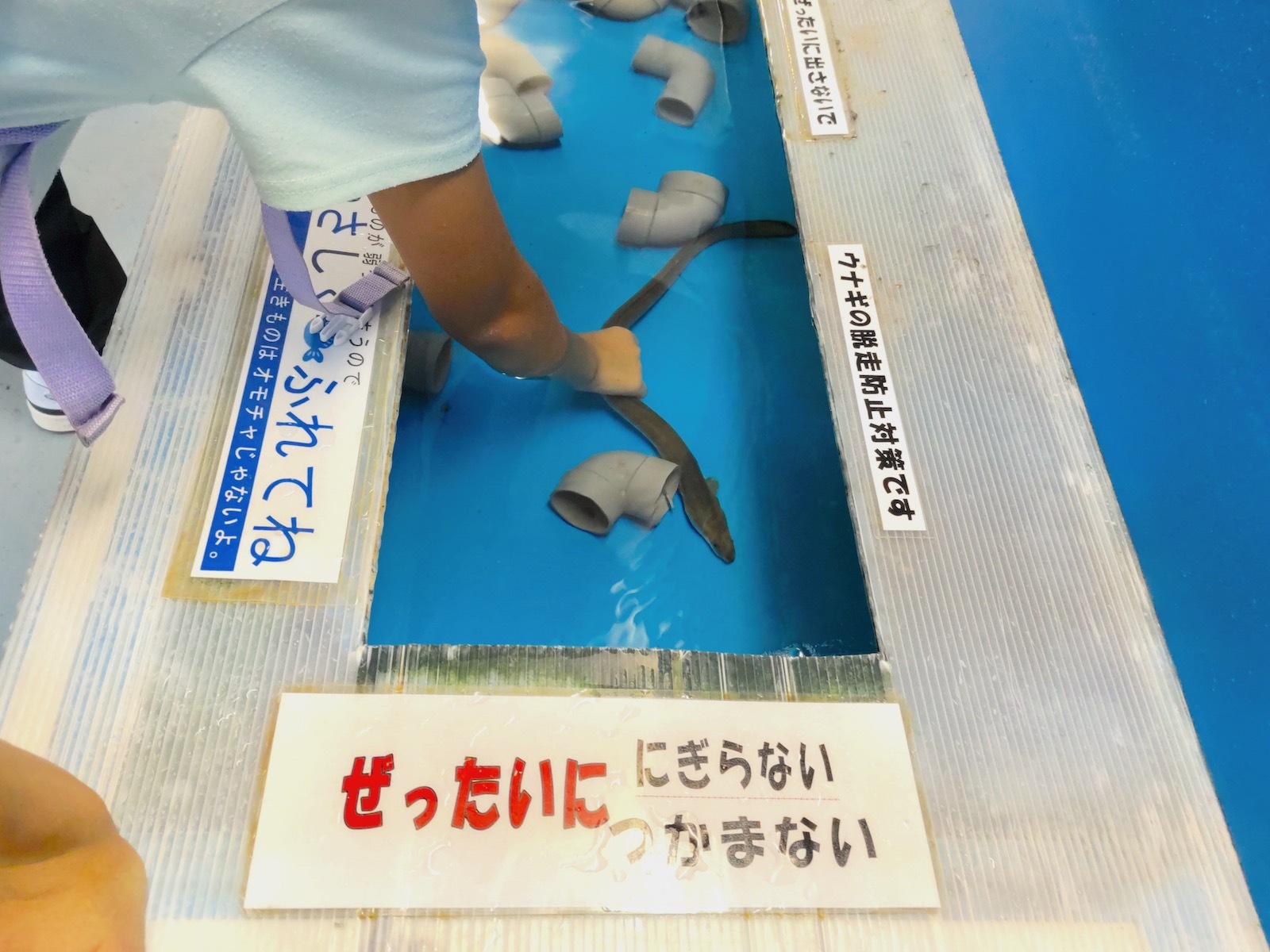 ウナギに触る