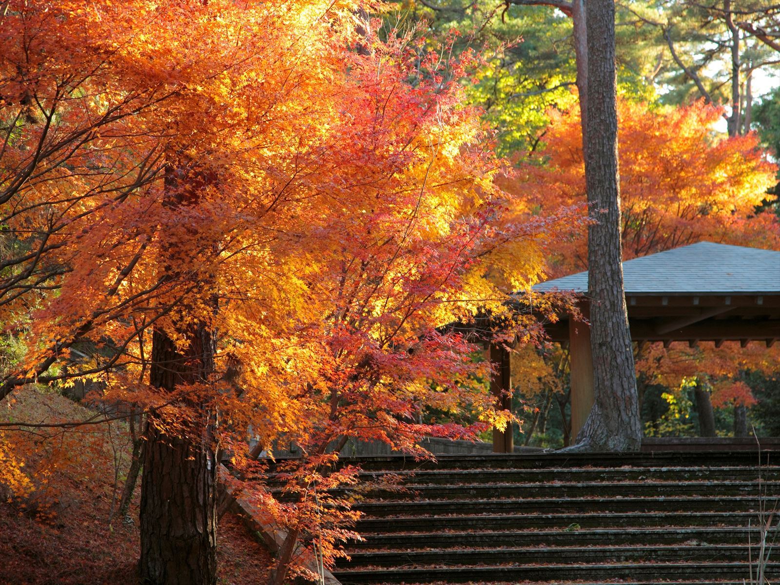 森林公園