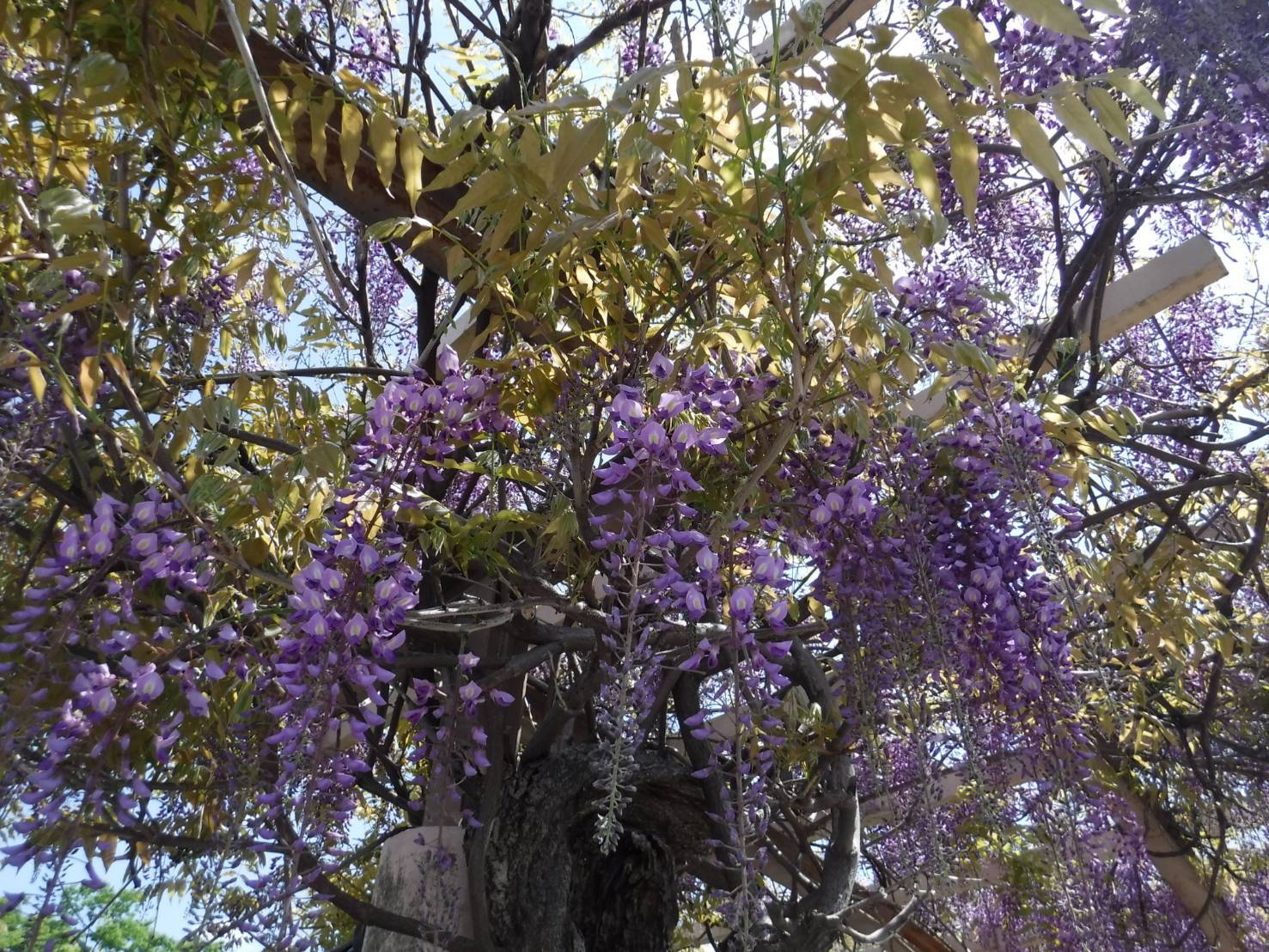 藤の花