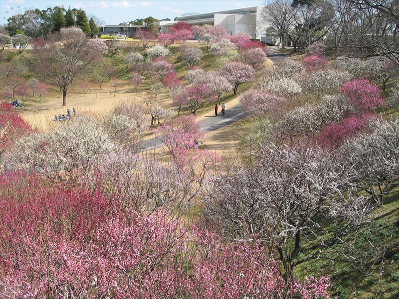 フラワーパーク梅園