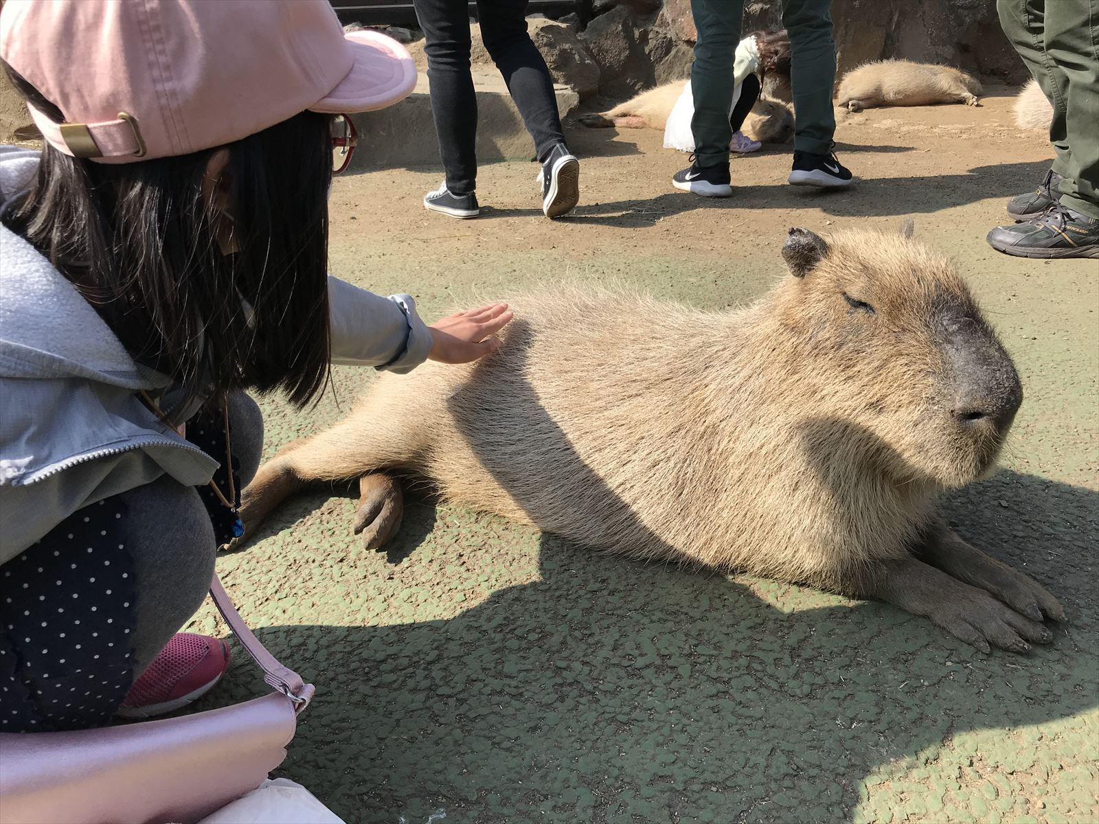 カピバラ虹の広場