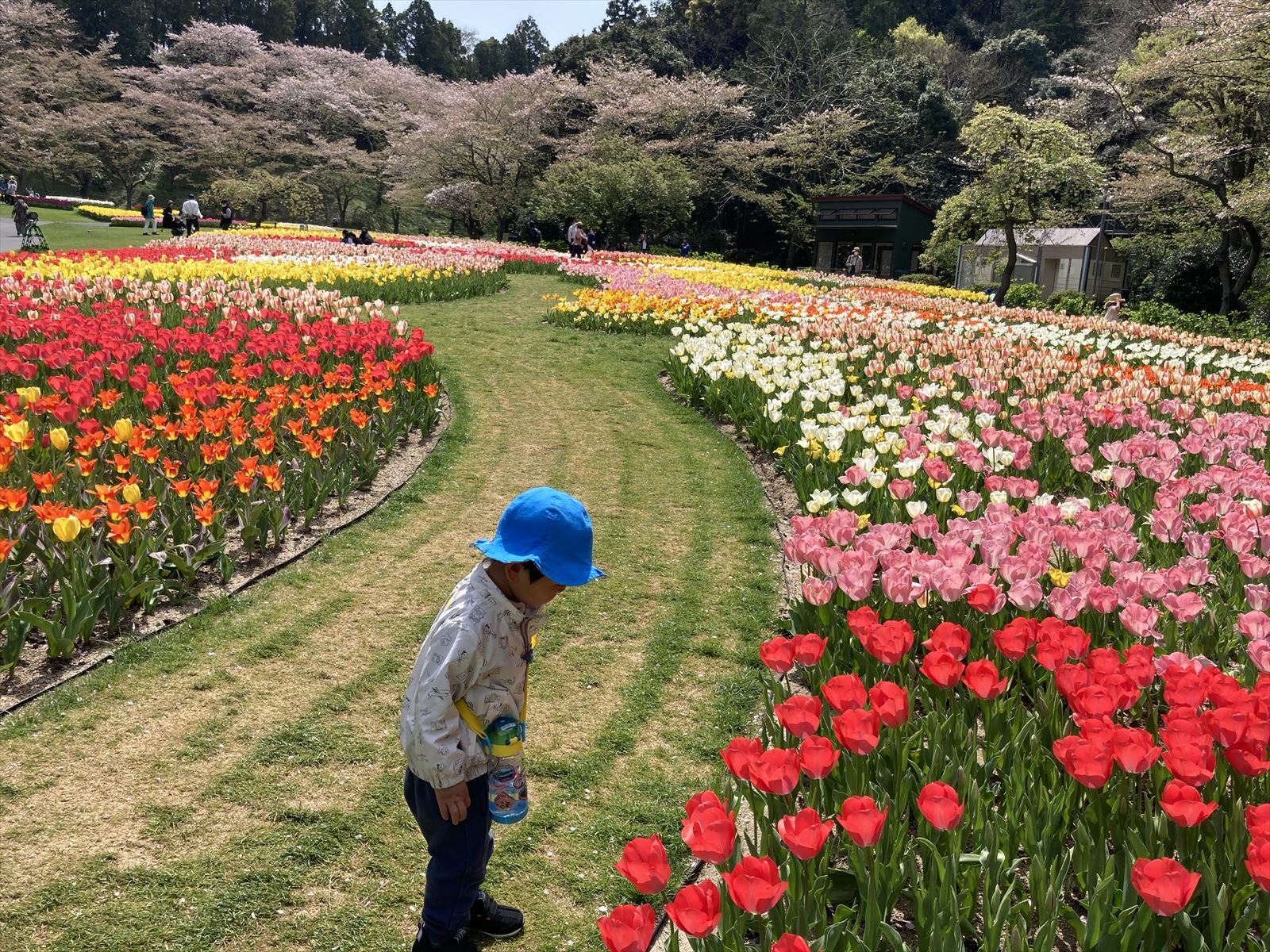 チューリップと