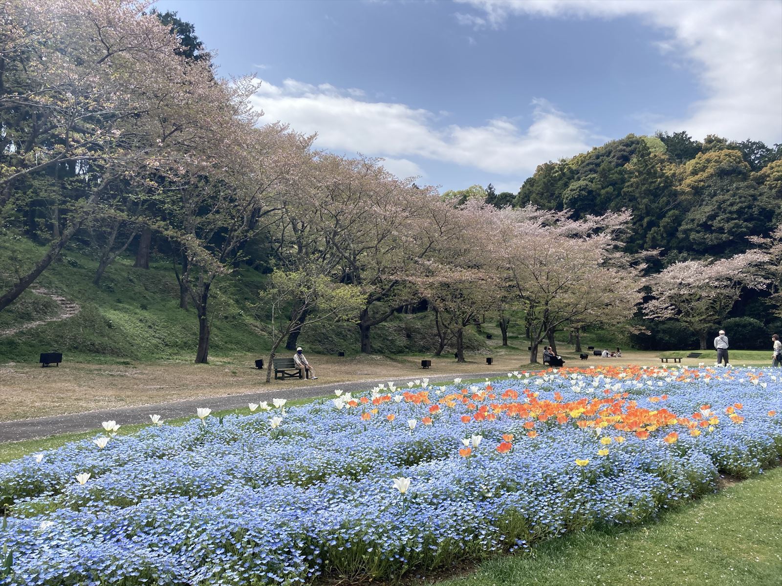 桜並木