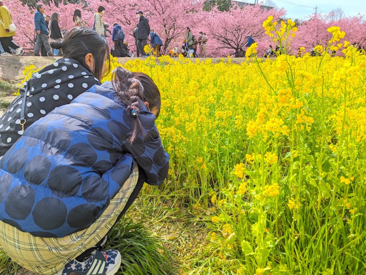 菜の花