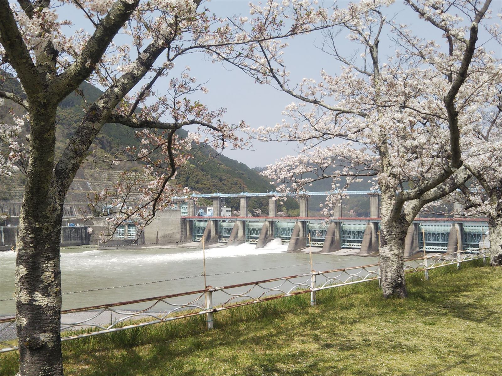 ダムと桜