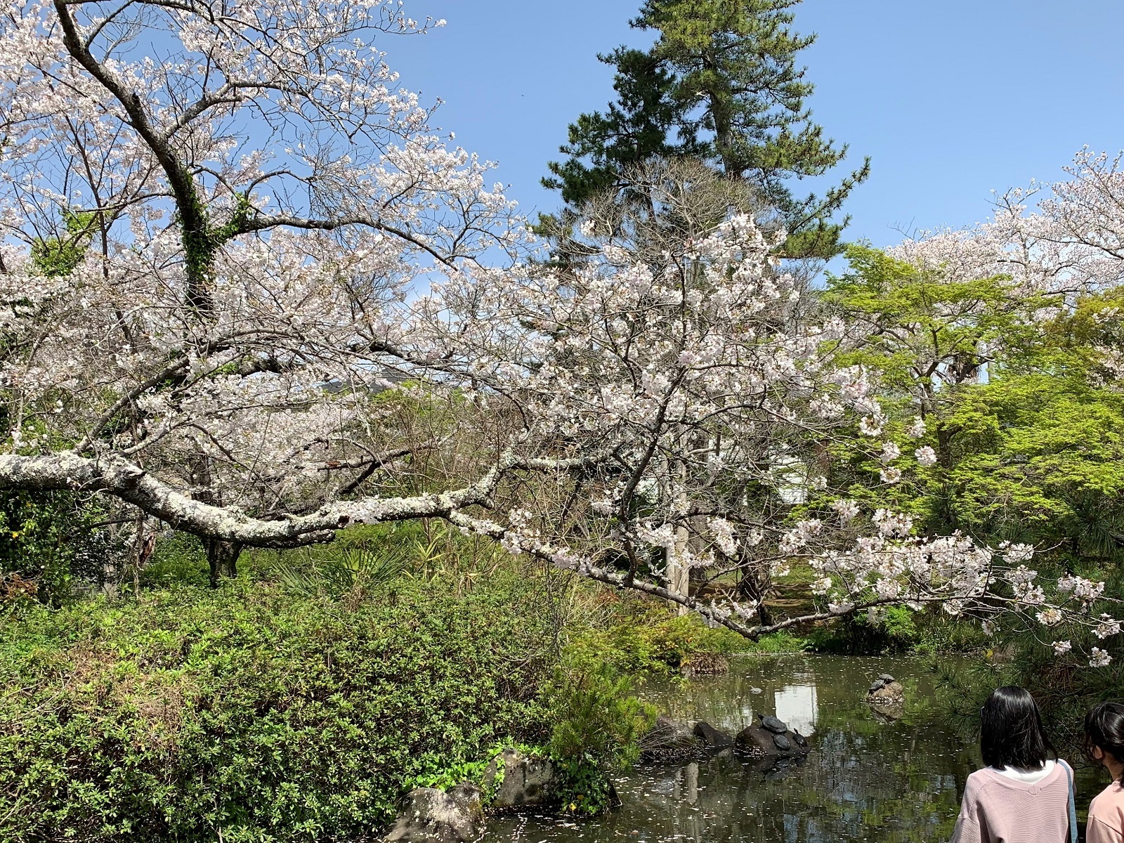 池にはカメ