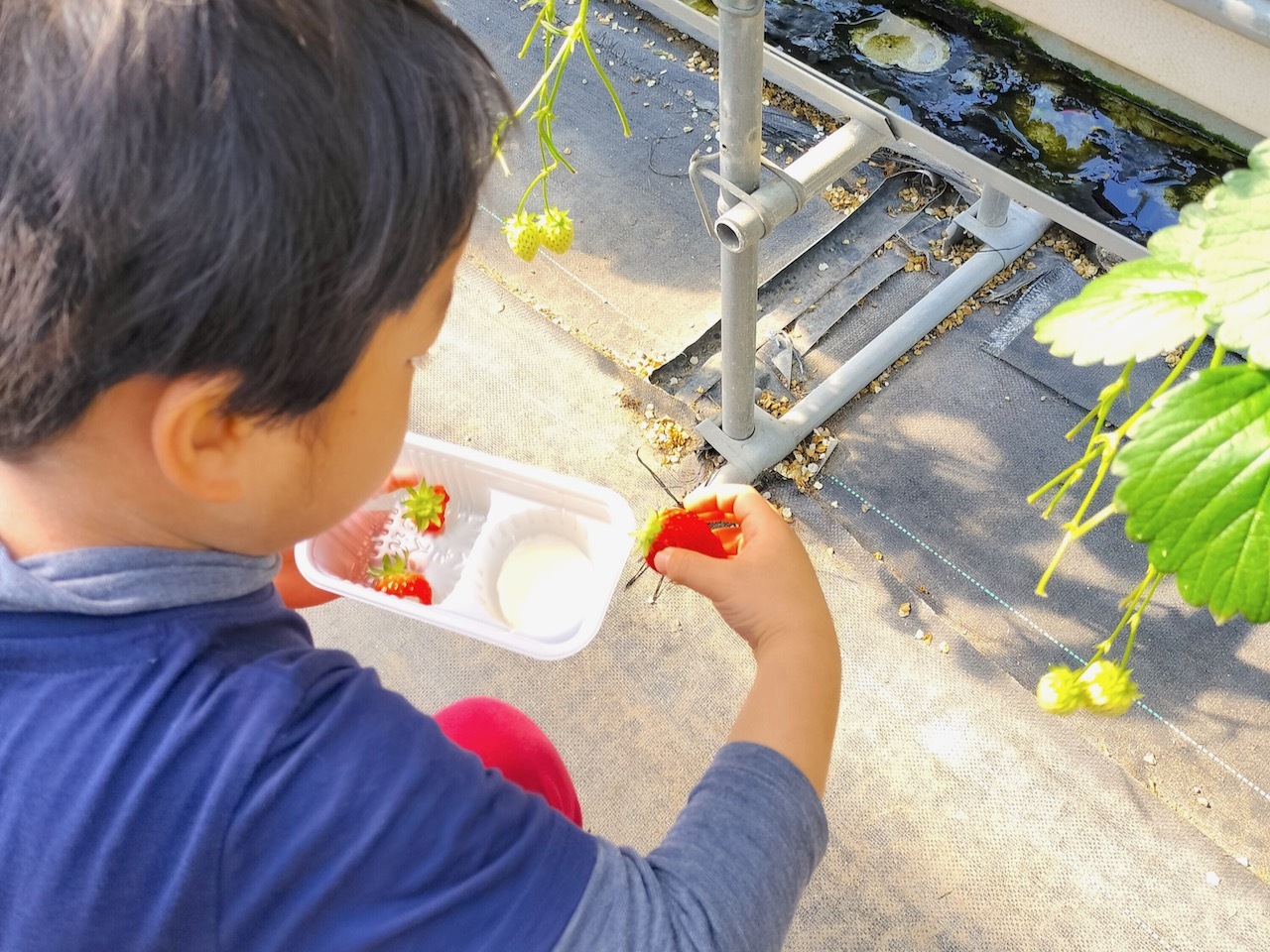 食べる