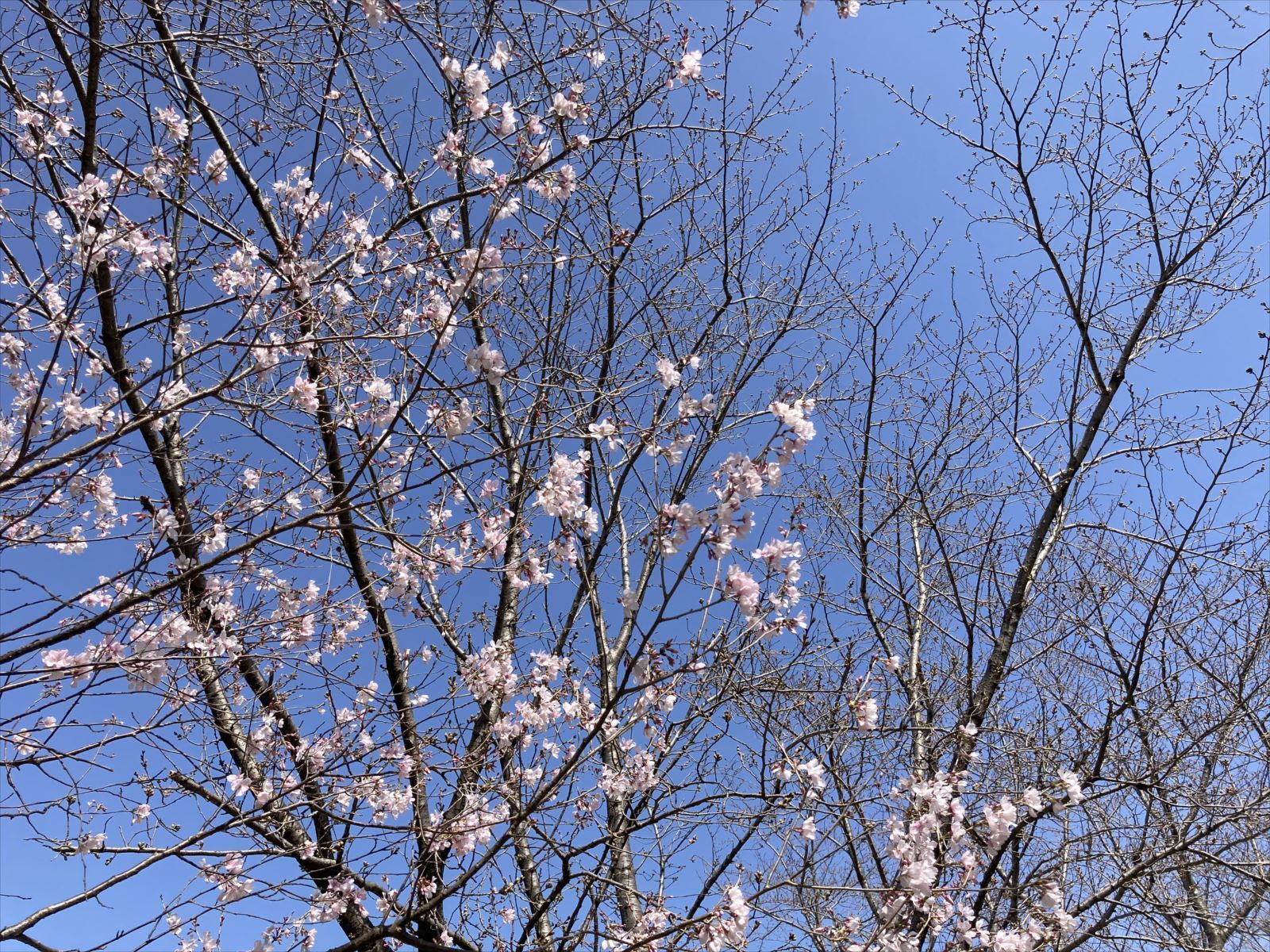 桜の開花