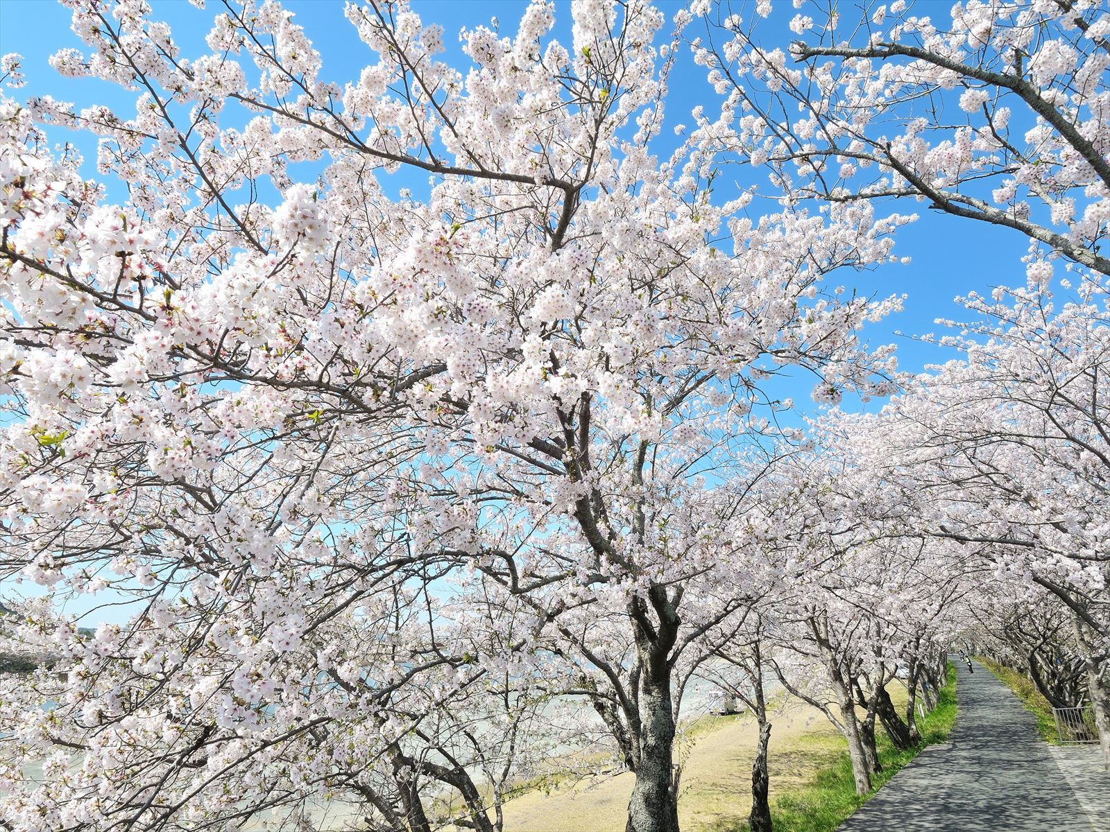 都田川沿い