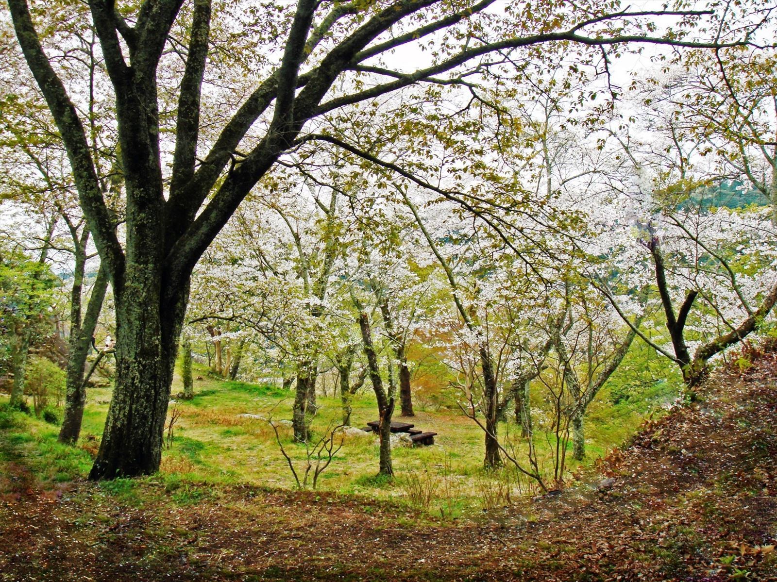 鳥羽山公園