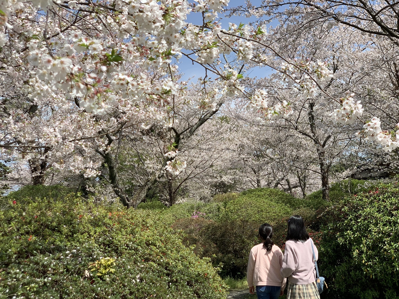 つつじ公園