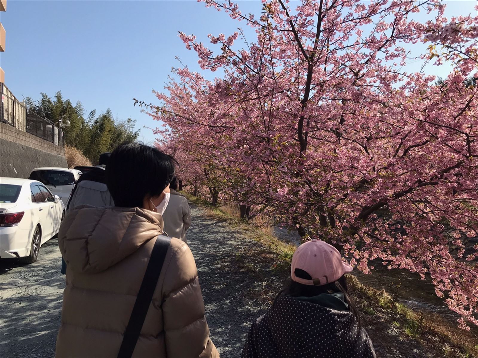 河津桜