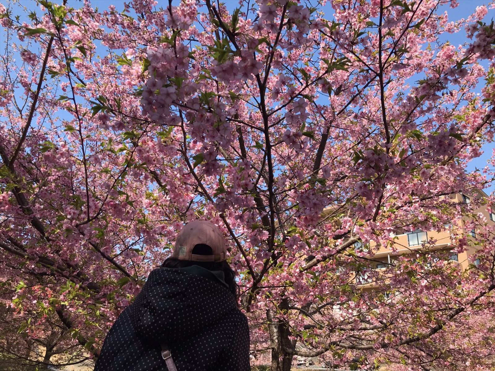 満開の桜