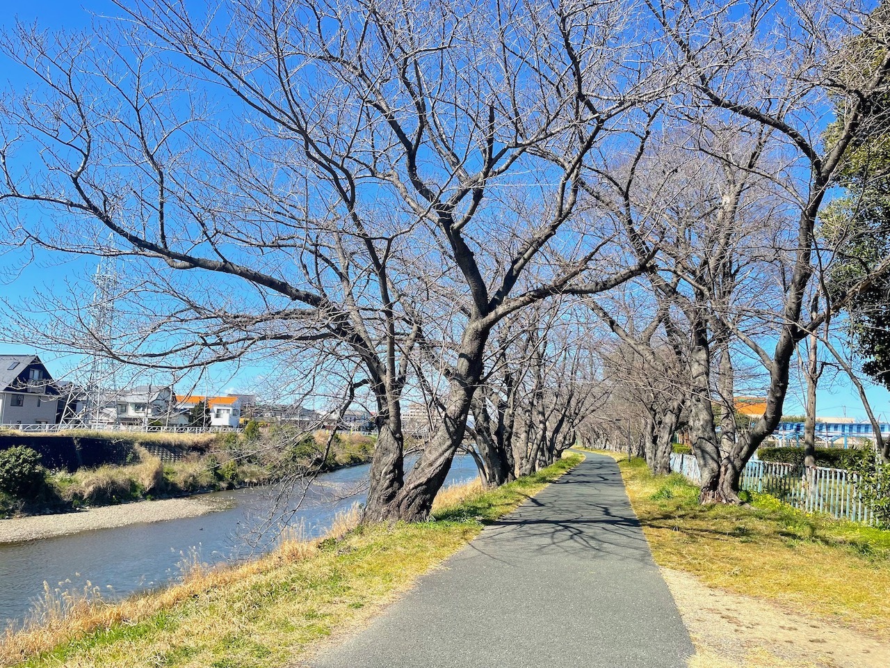 桜並木