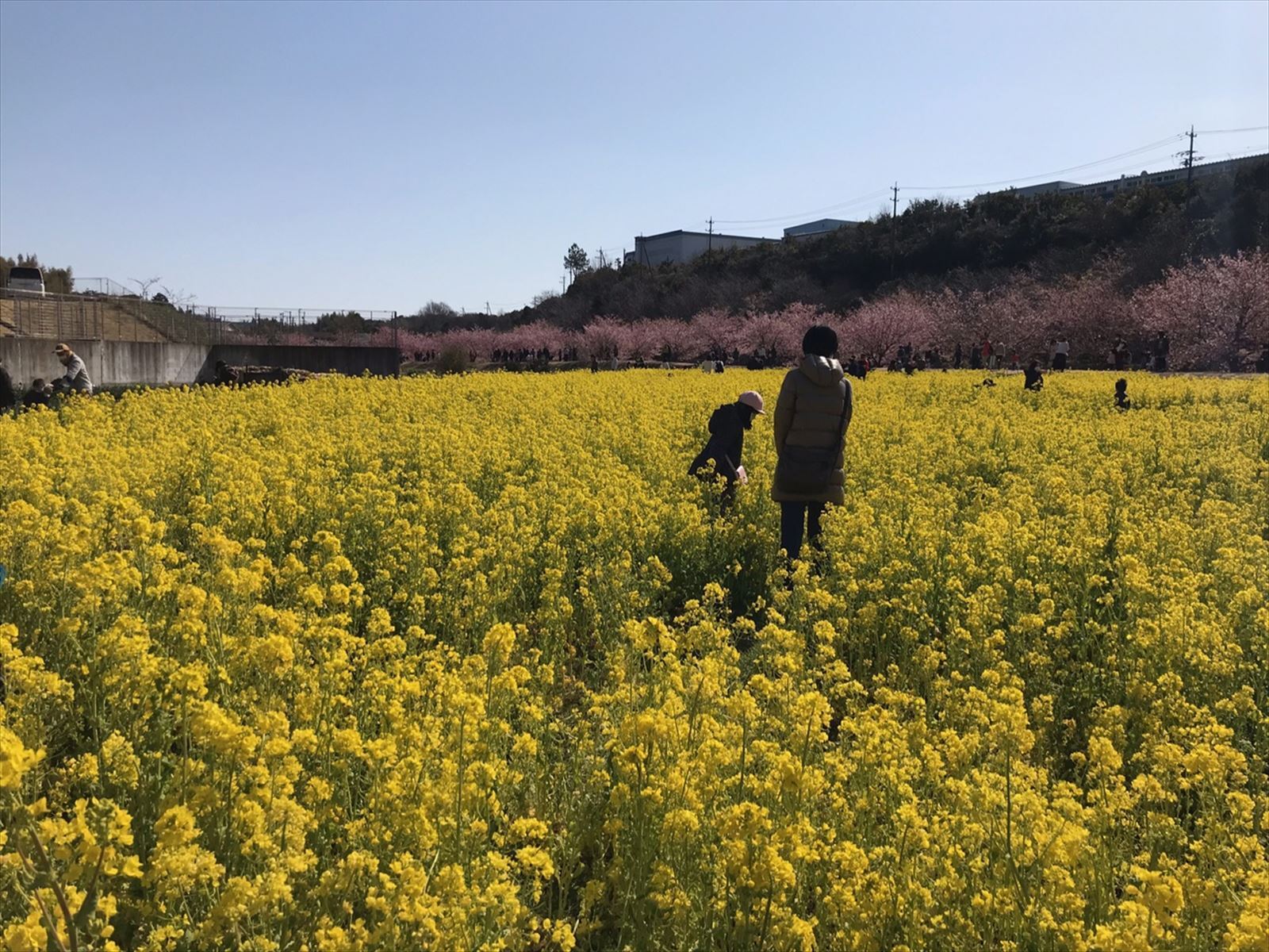 菜の花畑