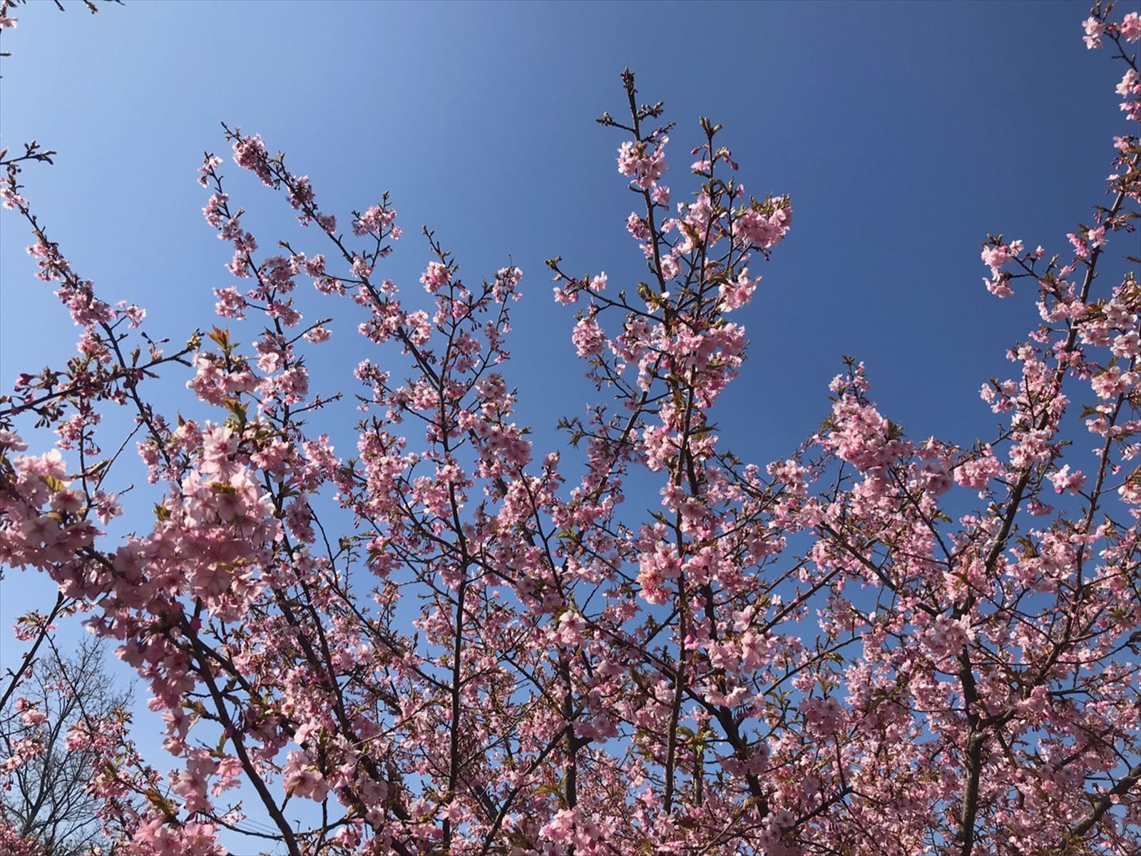 桜と空