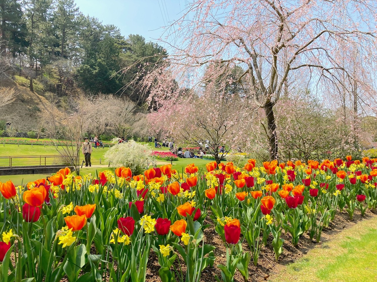 桜とチューリップ