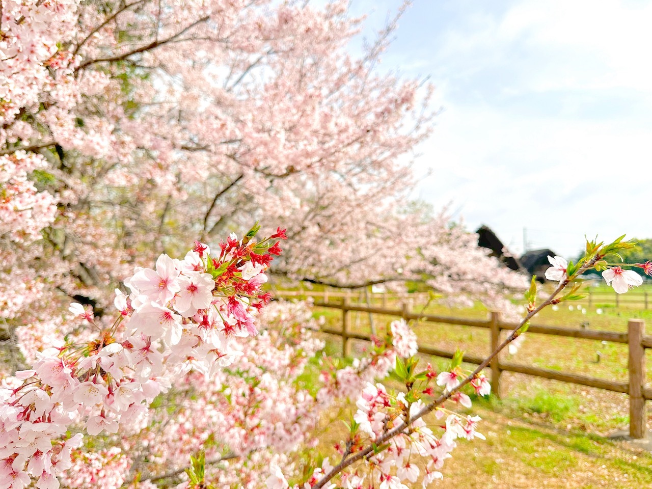 桜と公園