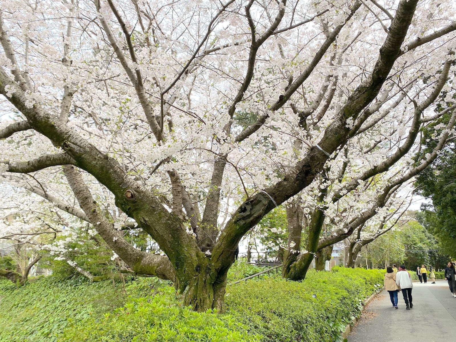 桜