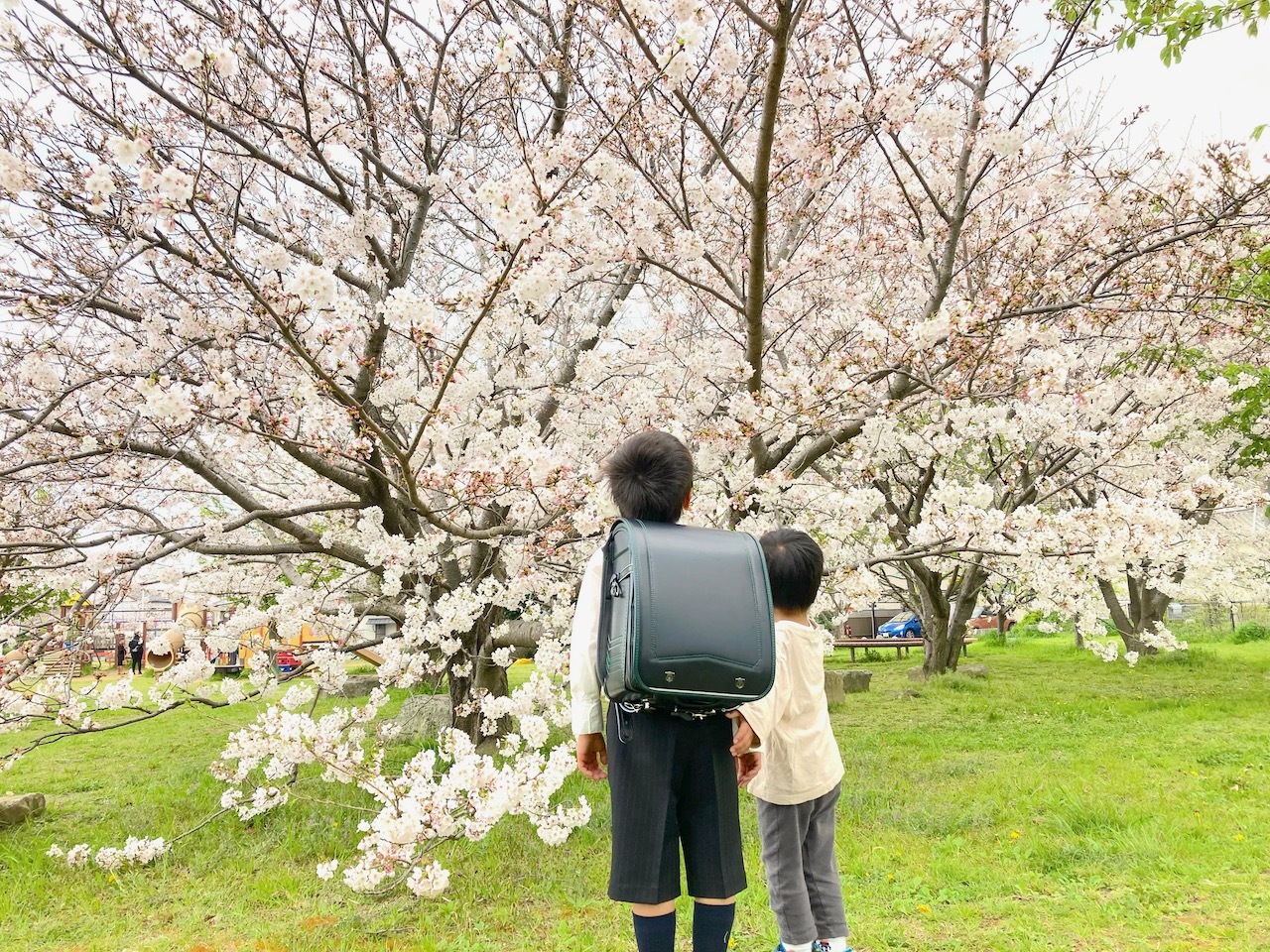 子どもと桜