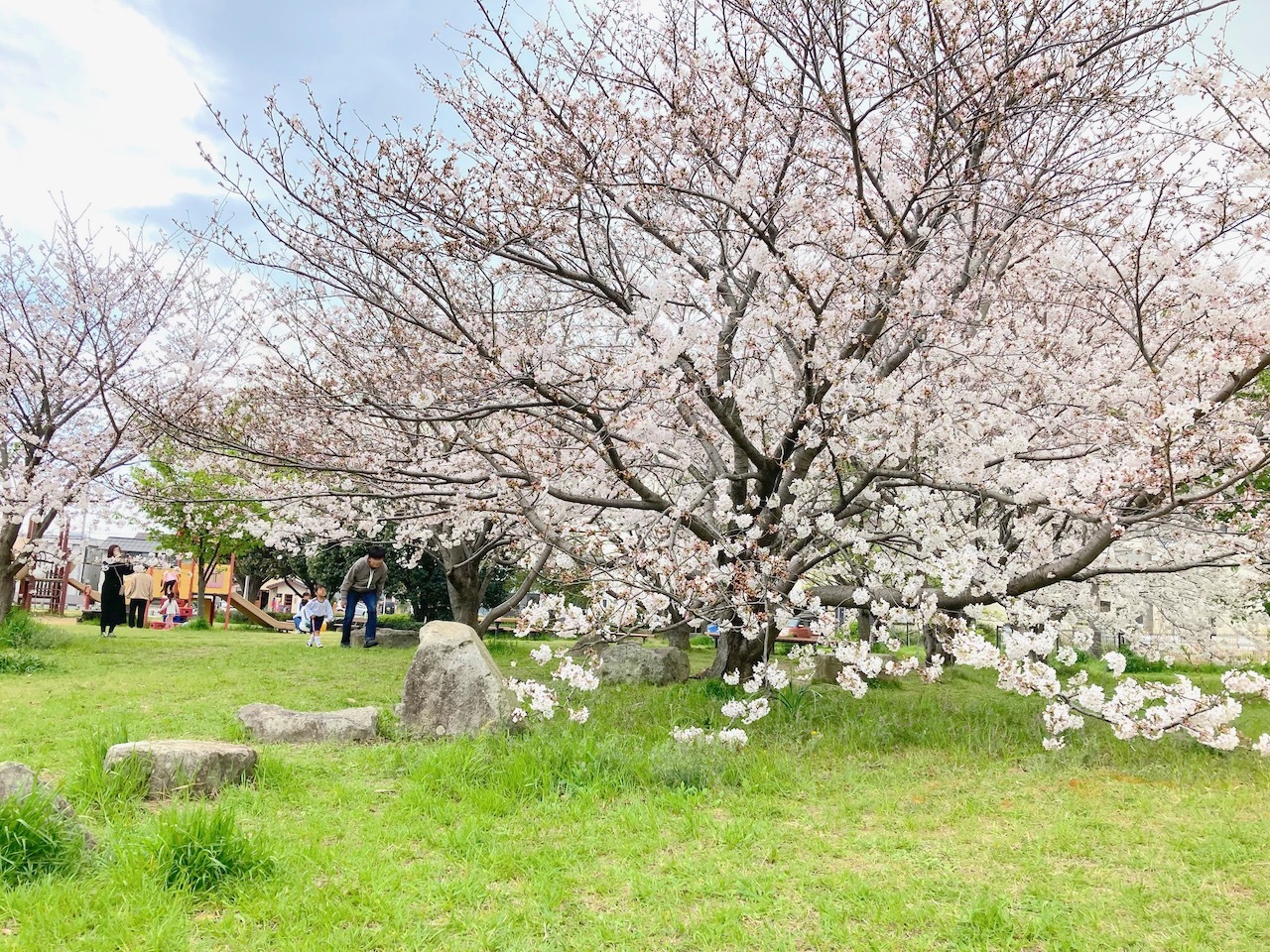 満開の桜