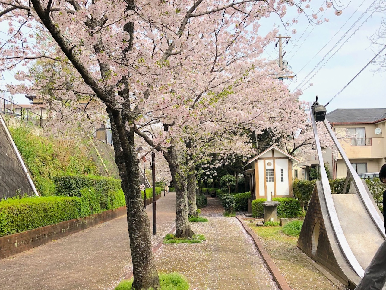 桜並木
