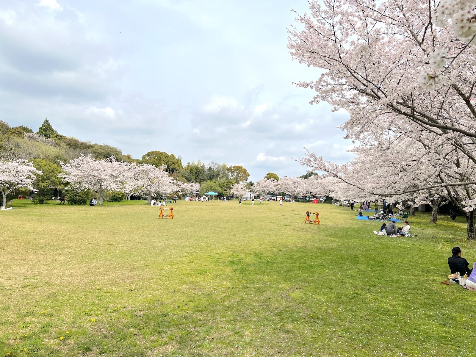 桜