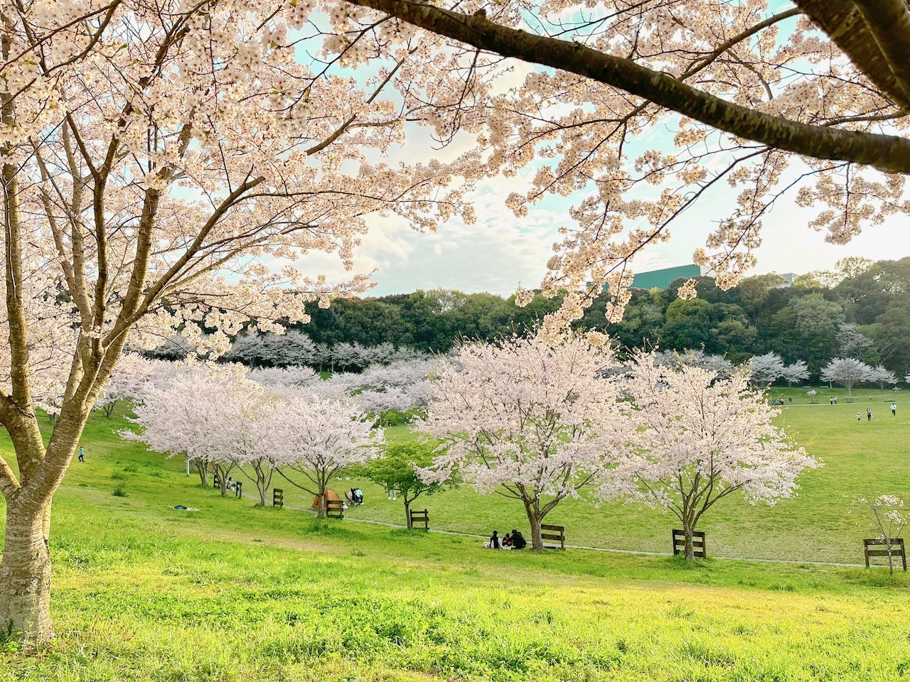 桜並木