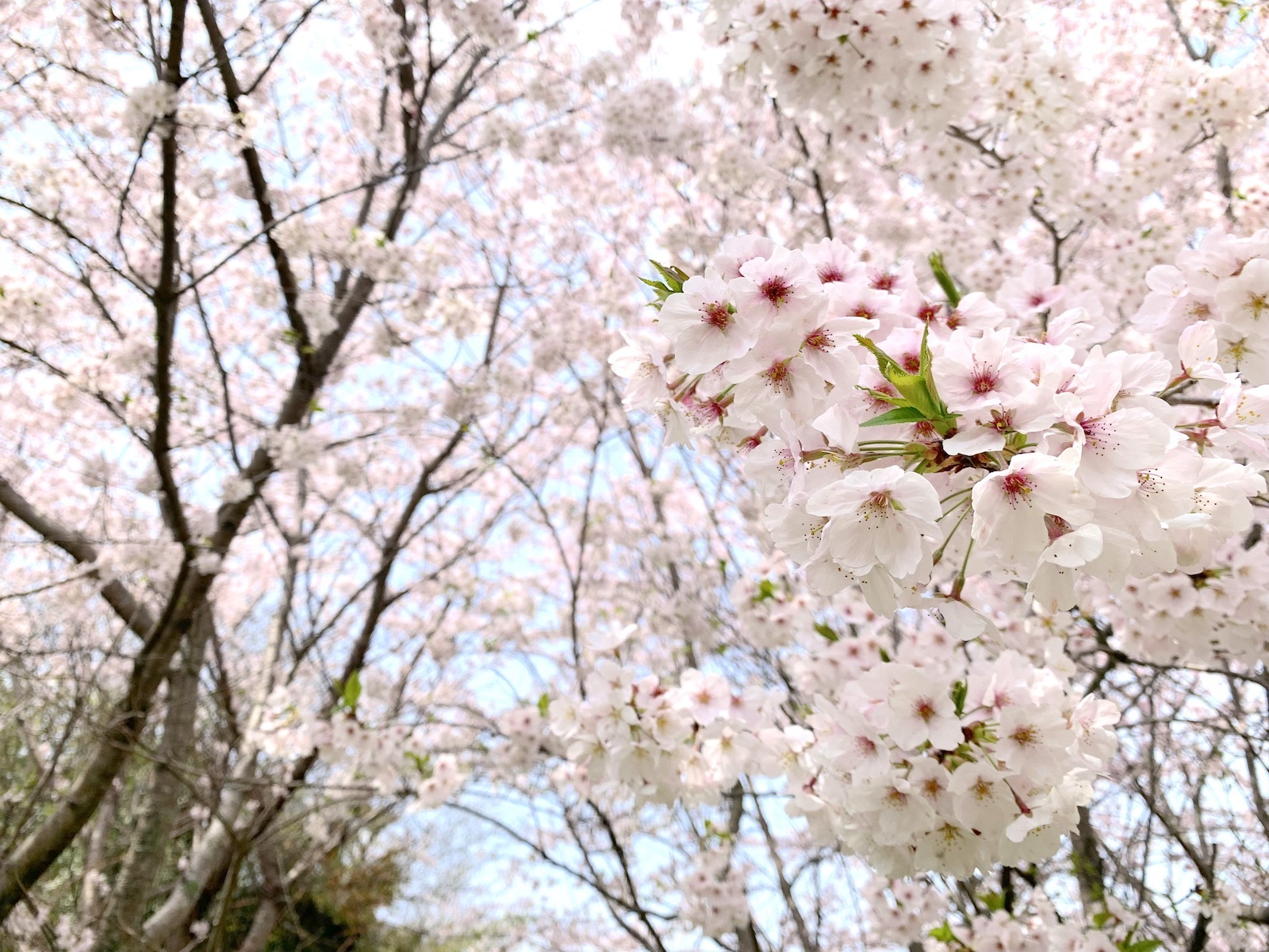 桜