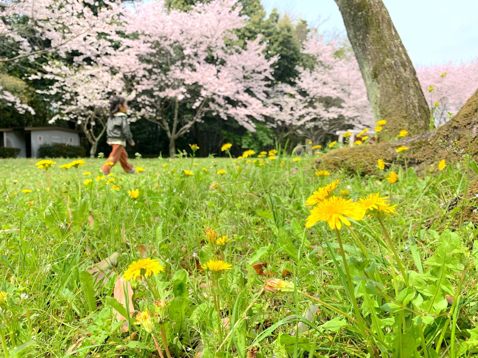 たんぽぽ