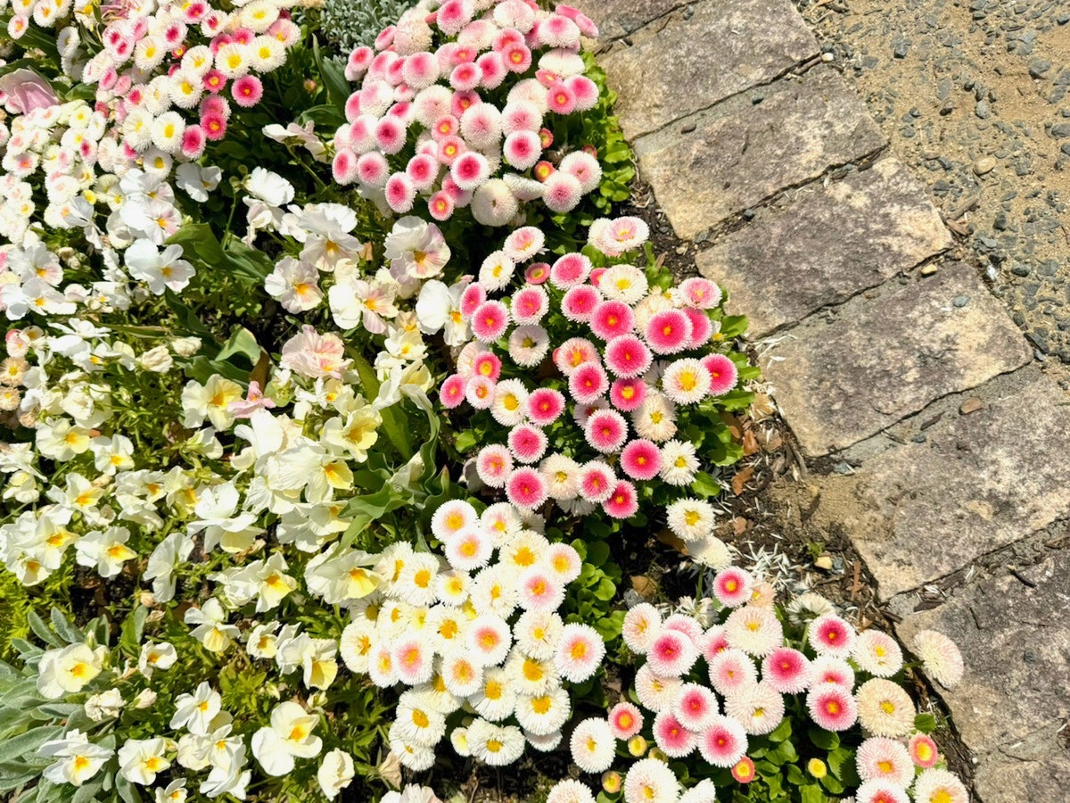 花アップ