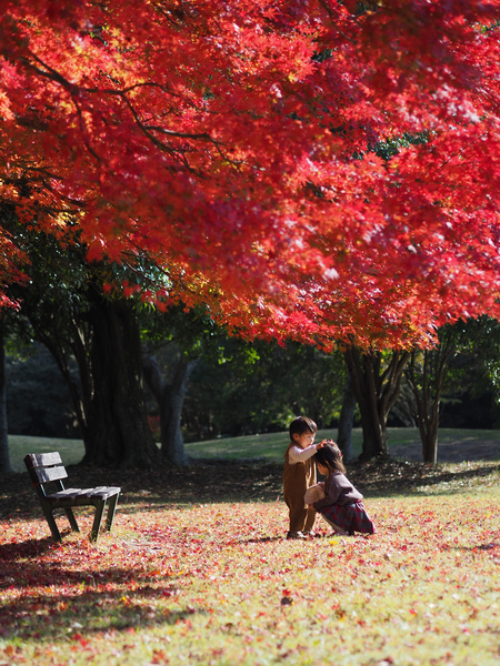 なかよく紅葉あそび【佐鳴湖公園】