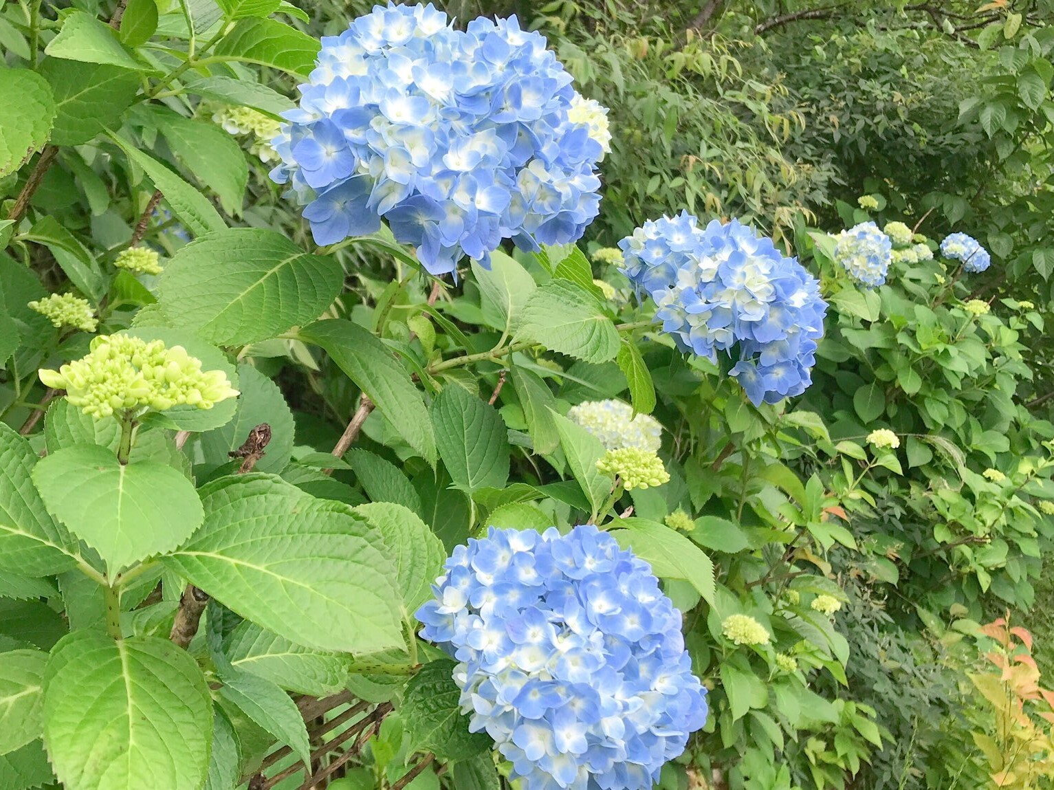 はままつフルーツパーク