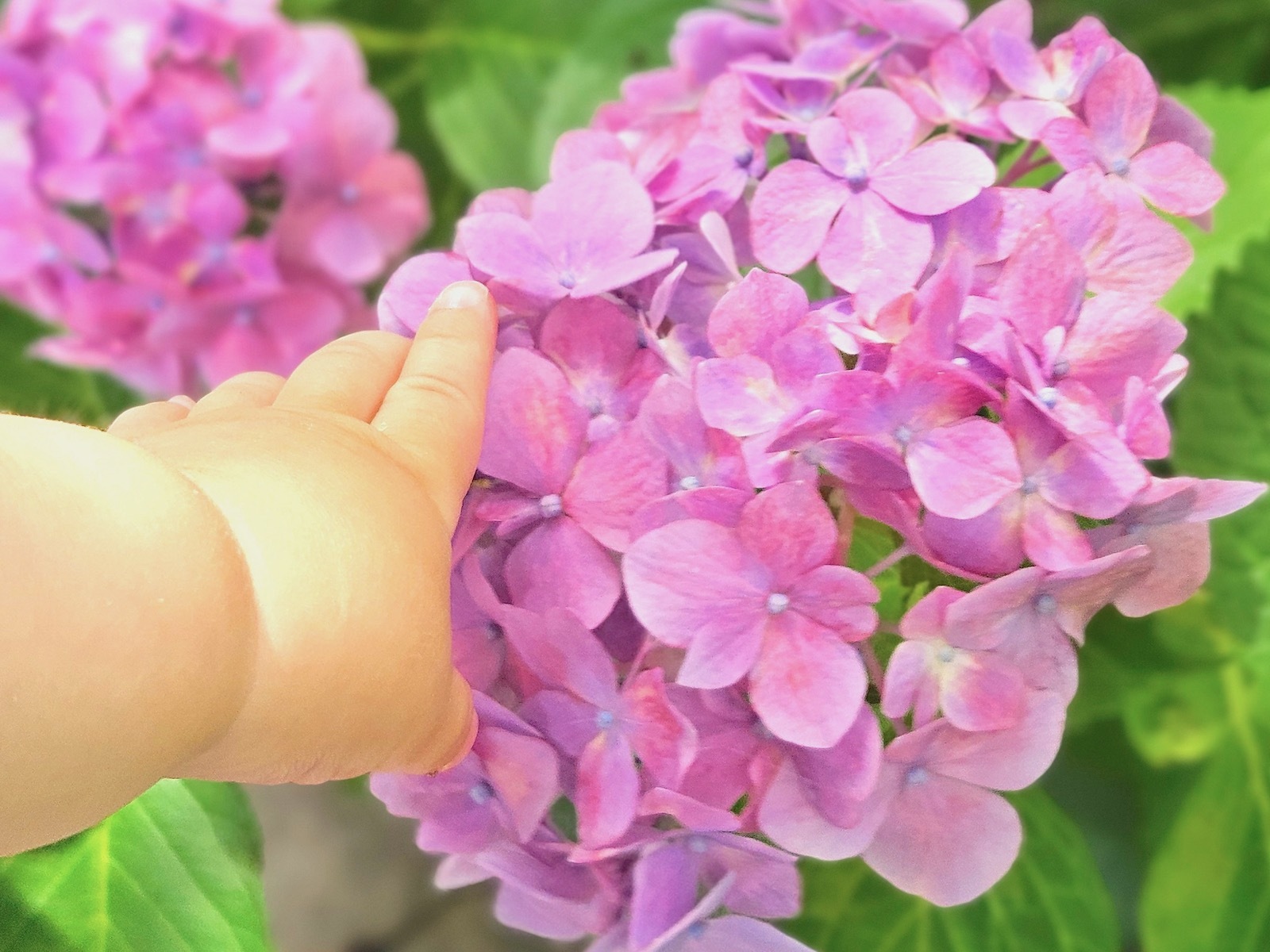 赤ちゃんの手