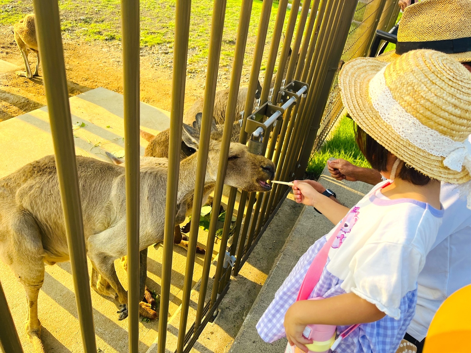 カンガルー