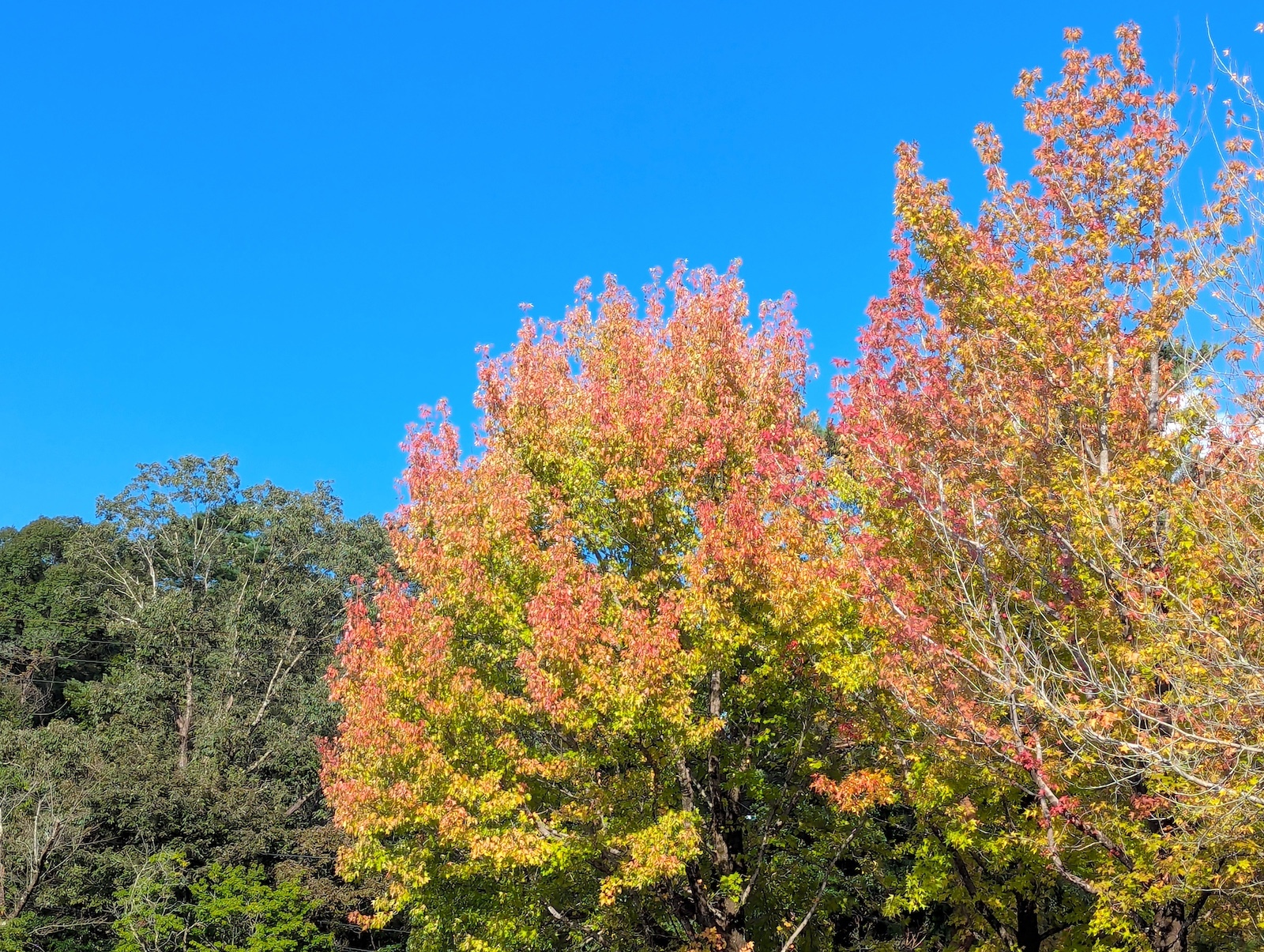 紅葉