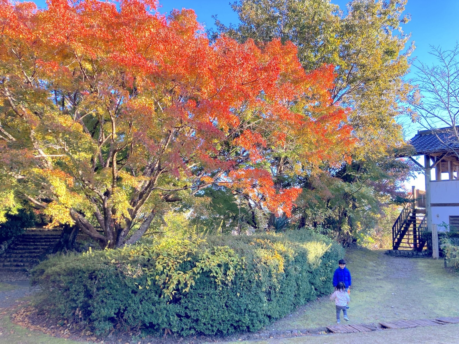 紅葉